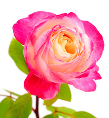 Pink rose flower.