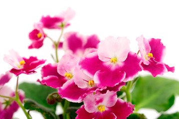 Fototapeta na wymiar Violets beautiful flowers, background.