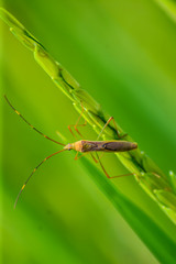 grasshopper on grass