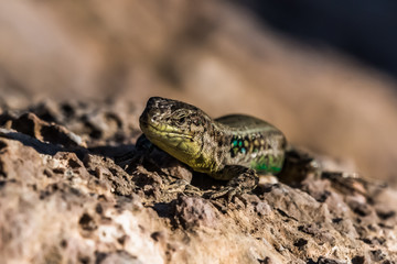 The head of a large green lizard