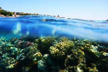 coral reef in Egypt