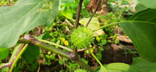 It is a fruits of datura.  People of Hinduism offer it to Lord Shiva.  It is also used a lot in Ayurvedic medicines.Other English  names include moonflower, jimsonweed, devil's weed, hell's bells .