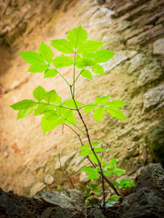 Green plant on a wall in a ruin of a fort