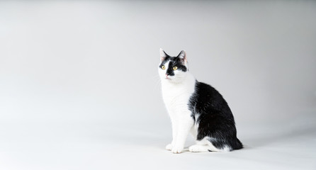 Fototapeta premium Black and white cat on a grey background