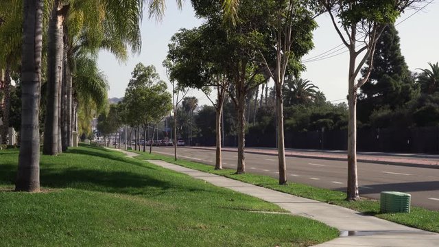 plam trees in  upper middle class suburbs peacful city park