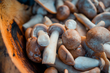 Fresh porcini mushrooms in the forest