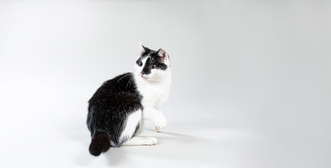 Schwarzweisser Kater beim spielen