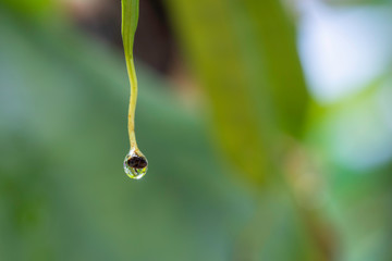 A Raindrop perch on the leaves that are slender before falling to the ground.