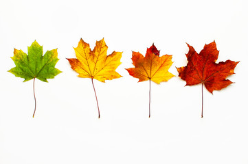 Autumn composition. Multicolored green yellow red maple leaves isolated on white background. Flat lay, top view, copy space. Fall concept. Autumn background. Creative season layout
