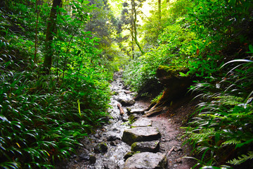 高尾山の飛び石