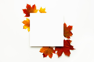 Autumn composition. Multicolored green yellow red maple leaves and blank white sheet of paper on white background. Flat lay top view copy space. Fall concept. Autumn background. Creative season layout