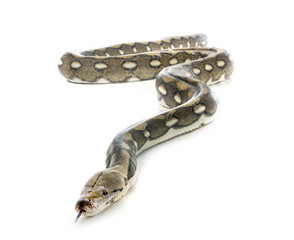 Reticulated python in studio