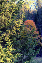 Fototapeta premium Green spruce with cones in the autumn forest