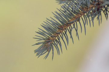 Spruce branches with needles in the snow closeup