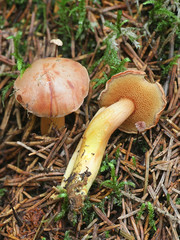 Chalciporus piperatus, known as the peppery bolete, spicy mushroom growing wild in Finland