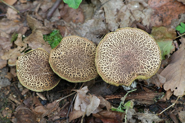 Xerocomellus cisalpinus, a bolete mushroom from Finland