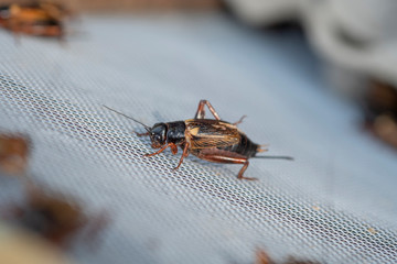 Close-Up Of Gryllus bimaculatus ,Insects Cricket
