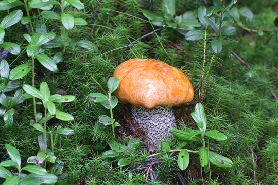 Leccinum versipelle, known as  the orange birch bolete, edible wild mushroom from Finland