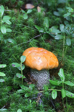 Leccinum versipelle, known as  the orange birch bolete, edible wild mushroom from Finland