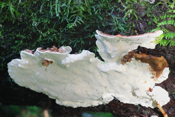 Heterobasidion annosum, known as Annosus root rot, growing on a spruce in Finland