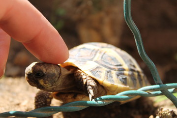 Tartaruga