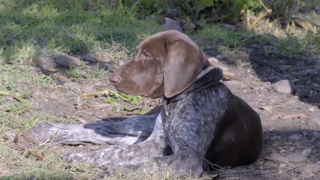 dog lies on ground chained to chain. German Shorthaired Pointer.