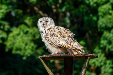 Eurasian Eagle Owl, Bubo bubo in a german nature park
