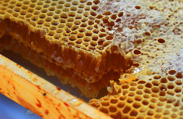 honey in honeycomb