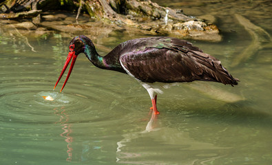 Black stork, Ciconia nigra in a german nature park