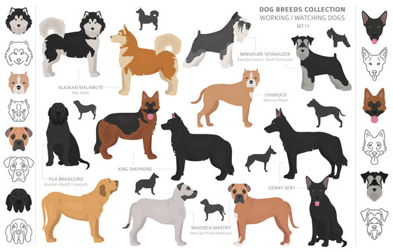 Working, service and watching dogs collection isolated on white. Flat style. Different color and country of origin