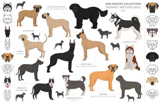 Working, service and watching dogs collection isolated on white. Flat style. Different color and country of origin
