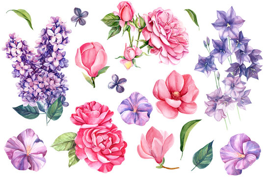 set of elements of summer flowers, celebration, lilac, bells, rose and magnolia, watercolor drawing