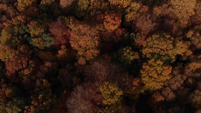 Birds Eye View Of Autumn Forest Canopy, England Flying Left To Right