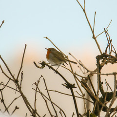 bird on a branch