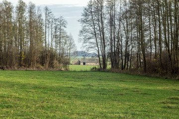 Late fall. Old barns stand in the middle of green meadows. Trees without leaves in the foreground....