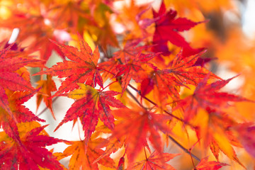 紅葉　もみじ　秋イメージ