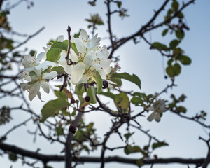 The branches of Apple trees with flowers and berries that blossomed in the autumn