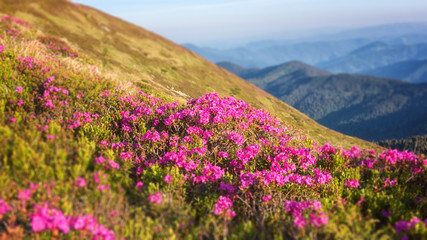 Obraz premium Blossoming pink rhododendron flowers on the high mountain slope. Flowering Carpathians, summer mountains landscape, scenic outdoor travel background, tilt-shift effect