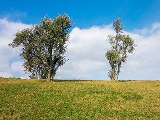 Obraz premium Olive tree on green grass