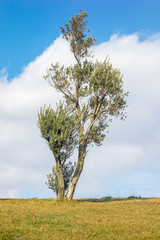 Olive tree on green grass