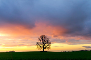 Obraz na płótnie Canvas Beautiful dark sunset with tree silhouettes