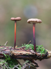 Mycetinis scorodonius, known as the  the garlic-scented mushroom or vampires bane, growing wild in Finland