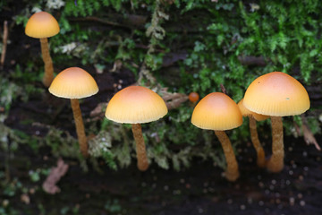Galerina marginata, known as the Funeral Bell mushroom or deadly Galerina, a deadly poisonous mushroom from Finalnd