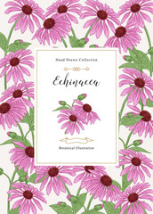 Echinacea purpurea background. Flowers and leaves hand drawn. Medical herbs. Vector illustration vintage. - obrazy, fototapety, plakaty