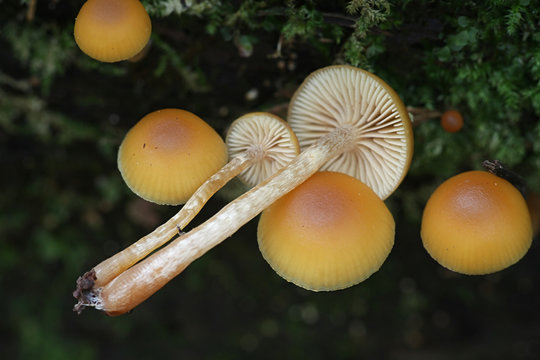 Galerina marginata, known as the Funeral Bell mushroom or deadly Galerina, a deadly poisonous mushroom from Finalnd