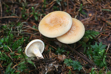 Lepista gilva (Lepista flaccida f. gilva), known as the Tawny Funnel mushroom, growing wild in Finland