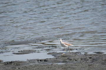 Greenshank on the shore of Tokyo Bay