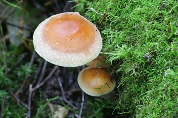 Hypholoma lateritium, known as brick cap or brick tuft mushroom, growing wild in Finland