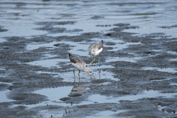 Greenshank on the shore of Tokyo Bay