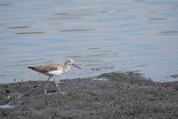 Obraz premium Greenshank on the shore of Tokyo Bay